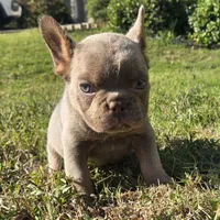 Michael, a male French Bulldog for sale in Forney, TX – 4 of 8