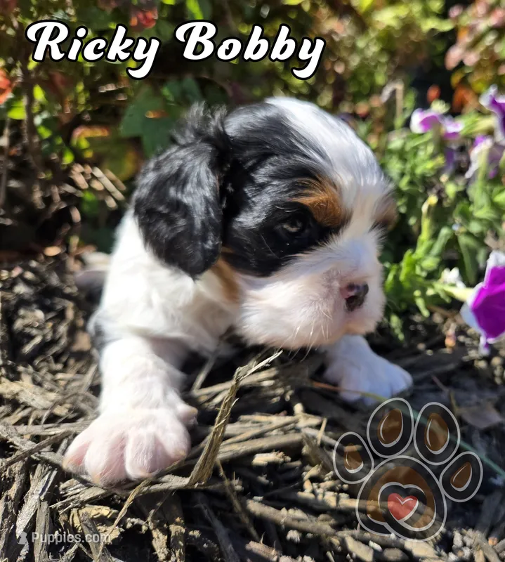 Ricky Bobby – Cavalier King Charles Spaniel puppy for sale in Forney, TX