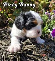 Ricky Bobby, a male Cavalier King Charles Spaniel for sale in Forney, TX – Photo 1 of 3