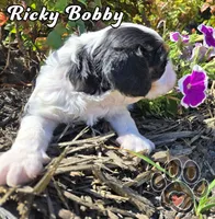 Ricky Bobby, a male Cavalier King Charles Spaniel for sale in Forney, TX – Photo 3 of 3