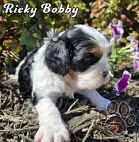 Ricky Bobby, a male Cavalier King Charles Spaniel for sale in Forney, TX – Photo 2 of 3