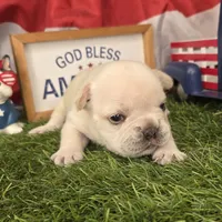 Lucy, a female French Bulldog for sale in Forney, TX – 3 of 6