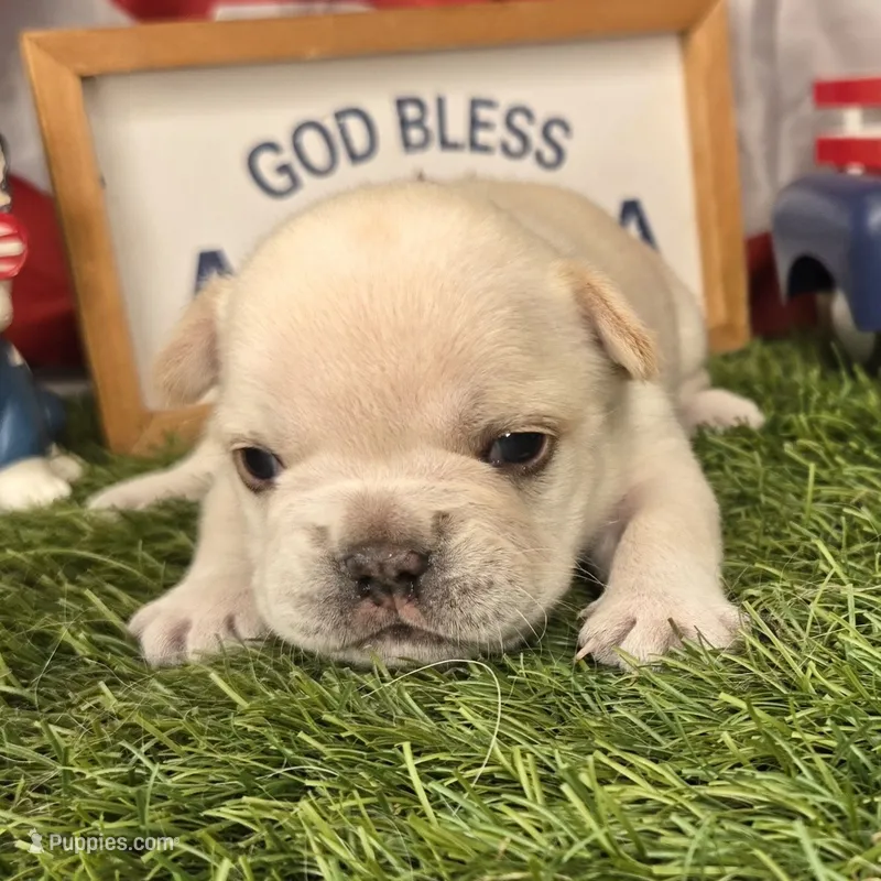 Lucy – French Bulldog puppy for sale in Forney, TX