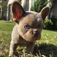 Michael, a male French Bulldog for sale in Forney, TX – 2 of 8
