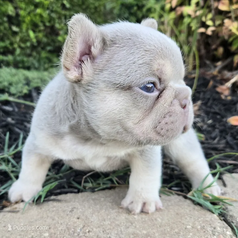 Tito – French Bulldog puppy for sale in Forney, TX