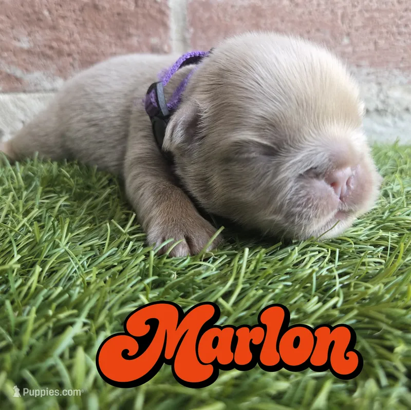 Marlon – French Bulldog puppy for sale in Forney, TX