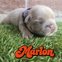 Marlon, a male French Bulldog for sale in Forney, TX – 1 of 5