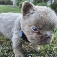 Jermaine (ON HOLD), a male French Bulldog for sale in Forney, TX – 3 of 9
