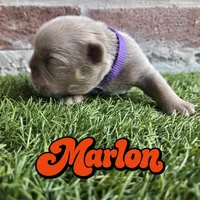 Marlon, a male French Bulldog for sale in Forney, TX – 2 of 5