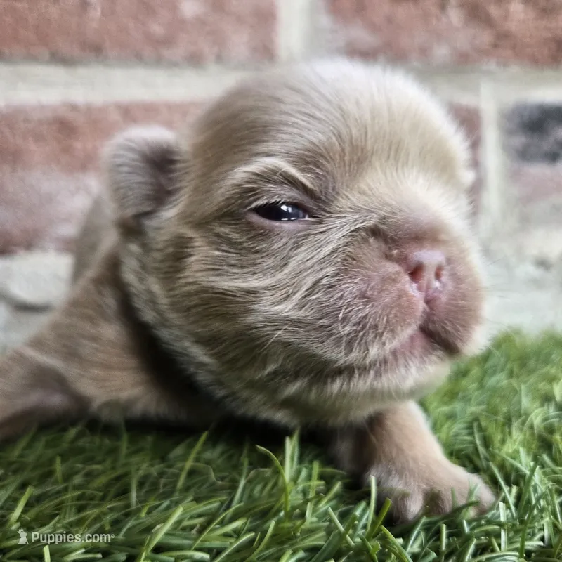 Jackie – French Bulldog puppy for sale in Forney, TX