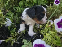Charlie Brown, a male Cavalier King Charles Spaniel for sale in Forney, TX – 3 of 6