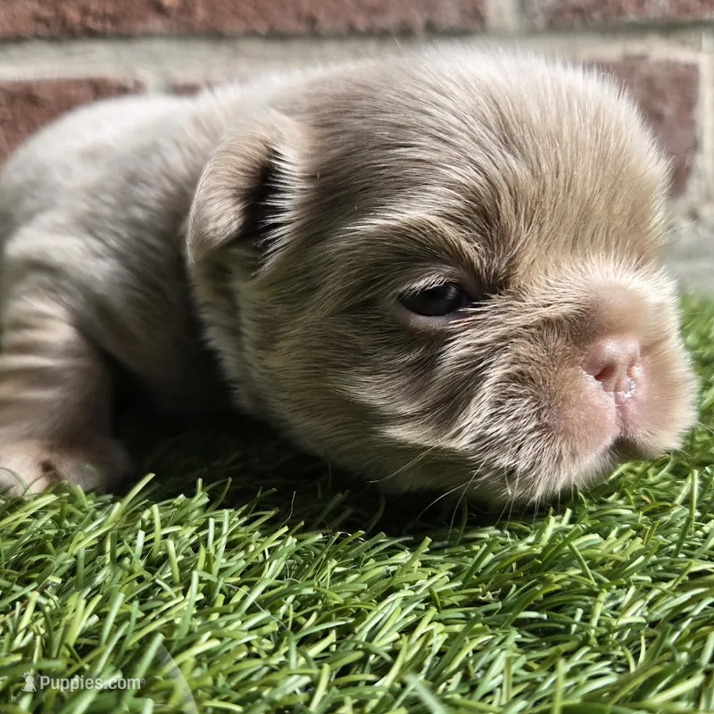 Jermaine – French Bulldog puppy for sale in Forney, TX