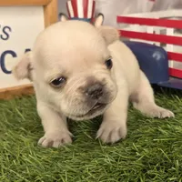 Peppermint Patty, a female French Bulldog for sale in Forney, TX – 2 of 5