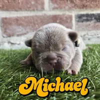 Michael, a male French Bulldog for sale in Forney, TX – 3 of 5