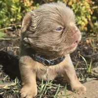 Jackie, a male French Bulldog for sale in Forney, TX – 6 of 8