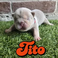 Tito, a male French Bulldog for sale in Forney, TX – 2 of 5
