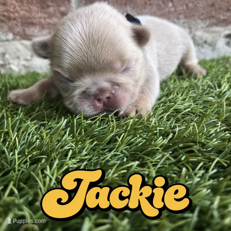 Jackie – French Bulldog puppy for sale in Forney, TX