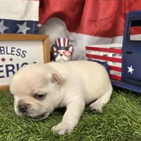 Peppermint Patty, a female French Bulldog for sale in Forney, TX – 4 of 5