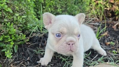 Tito, a male French Bulldog for sale in Forney, TX – 2 of 10