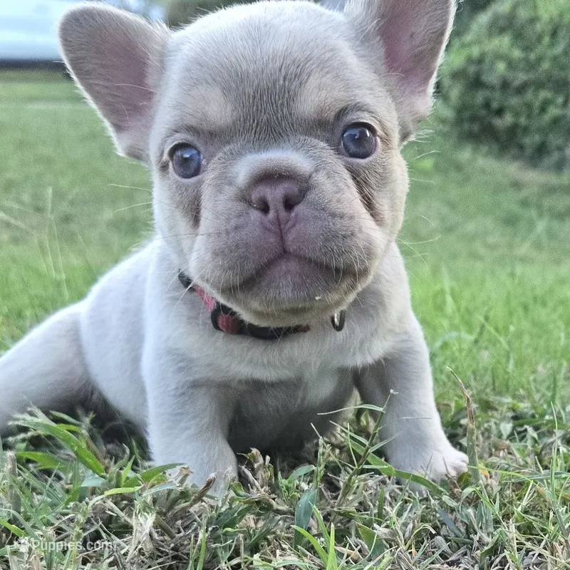 Tito – French Bulldog puppy for sale in Forney, TX
