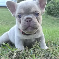 Tito, a male French Bulldog for sale in Forney, TX – 1 of 10