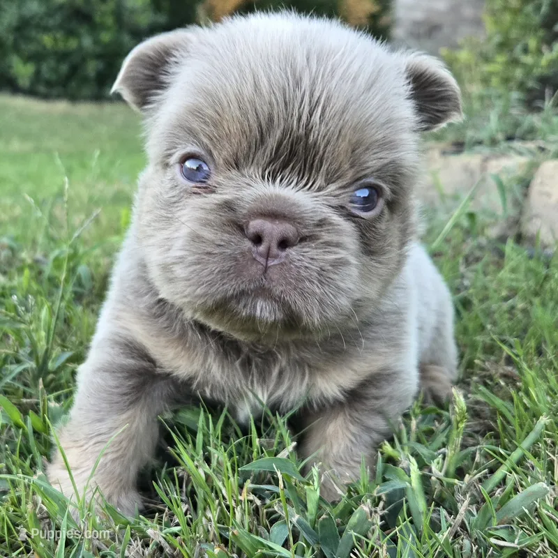 Marlon – French Bulldog puppy for sale in Forney, TX