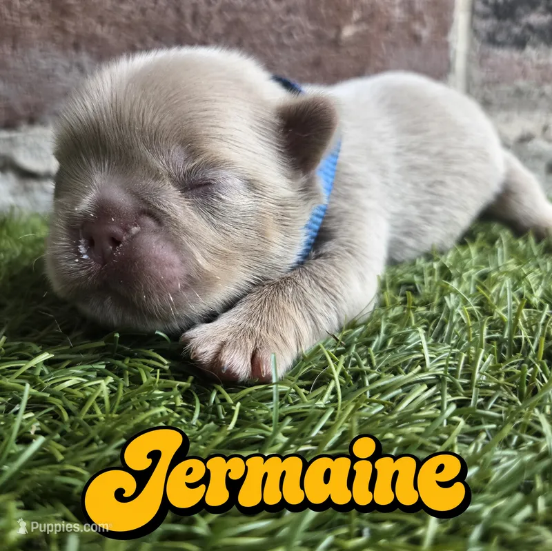 Jermaine – French Bulldog puppy for sale in Forney, TX
