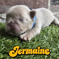 Jermaine, a male French Bulldog for sale in Forney, TX – 1 of 5