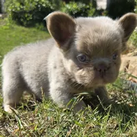 Jackie, a male French Bulldog for sale in Forney, TX – 2 of 8