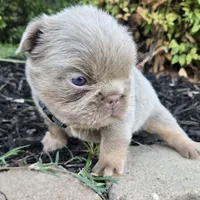 Jermaine (ON HOLD), a male French Bulldog for sale in Forney, TX – 7 of 9