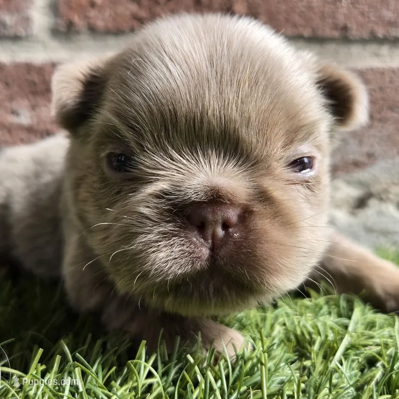 Jackie – French Bulldog puppy for sale in Forney, TX