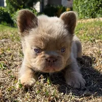 Jackie, a male French Bulldog for sale in Forney, TX – 5 of 10