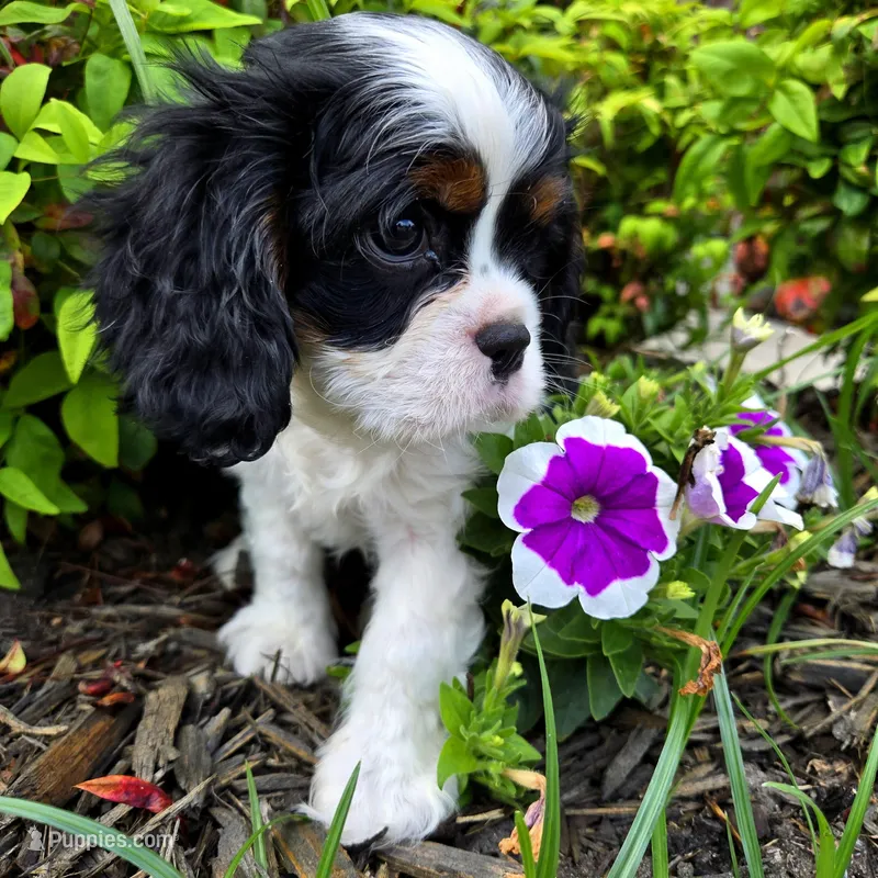 pistachio  – Cavalier King Charles Spaniel puppy for sale in Forney, TX