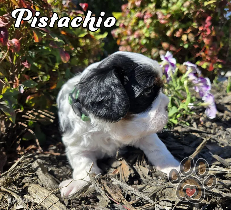 Pistachio (PENDING) – Cavalier King Charles Spaniel puppy for sale in Forney, TX