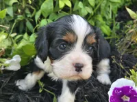 Lucy, a female Cavalier King Charles Spaniel for sale in Forney, TX – 2 of 5