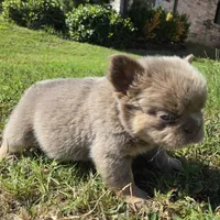 Jackie, a male French Bulldog for sale in Forney, TX – 8 of 10