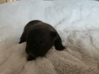 Marcie, a female French Bulldog for sale in Forney, TX – 2 of 4