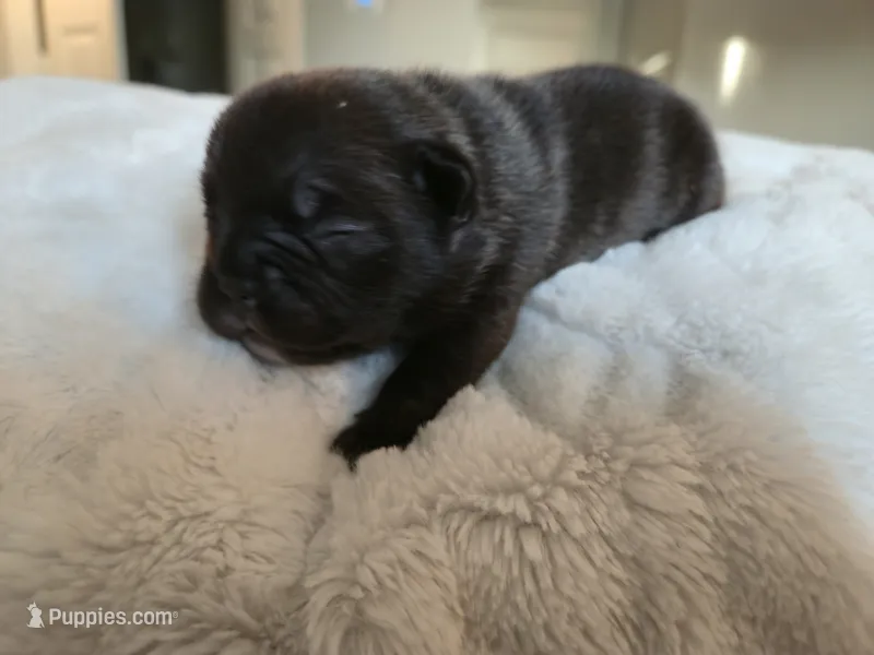 Marcie – French Bulldog puppy for sale in Forney, TX