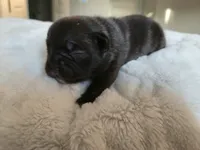 Marcie, a female French Bulldog for sale in Forney, TX – 1 of 4
