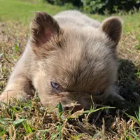 Jackie, a male French Bulldog for sale in Forney, TX – 9 of 10