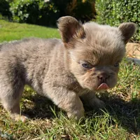 Jackie, a male French Bulldog for sale in Forney, TX – 3 of 10