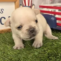 Sally (Platinum color), a female French Bulldog for sale in Forney, TX – 4 of 6
