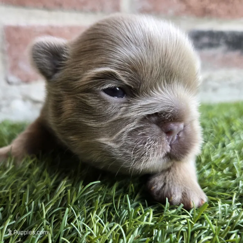 Marlon – French Bulldog puppy for sale in Forney, TX