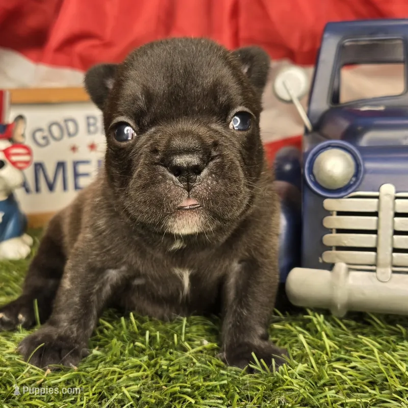 Marcie – French Bulldog puppy for sale in Forney, TX