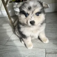 Oscar, a male Pomsky for sale in Exeter, CA – Photo 2 of 2
