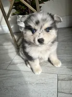 Oscar, a male Pomsky for sale in Exeter, CA – Photo 2 of 2