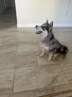 Max, a male Pomsky for sale in Exeter, CA – 2 of 4