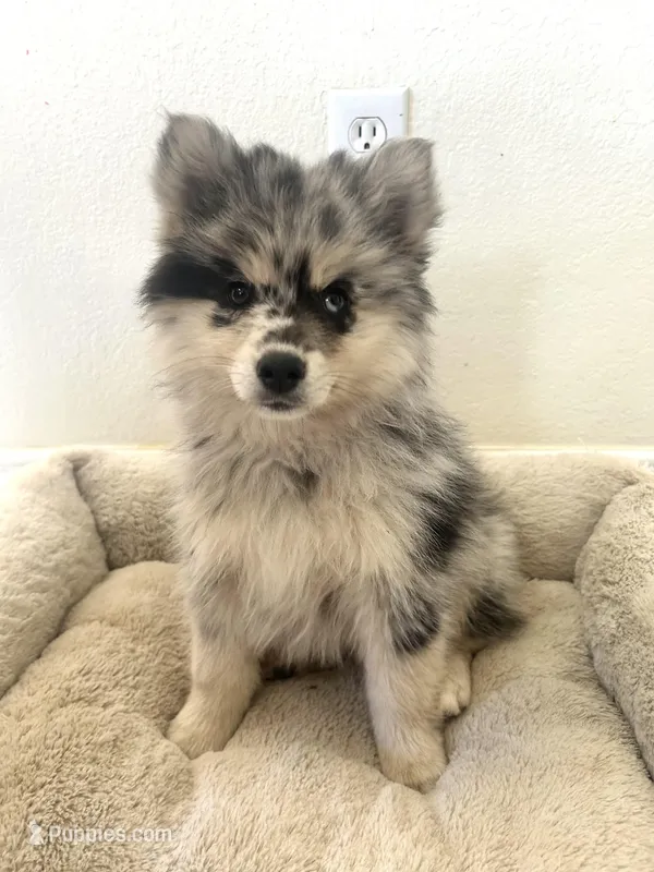 Bella – Pomsky puppy for sale in Exeter, CA