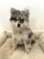 Bella, a female Pomsky for sale in Exeter, CA – Photo 1 of 3