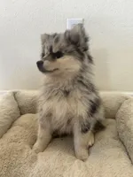 Bella, a female Pomsky for sale in Exeter, CA – Photo 3 of 3